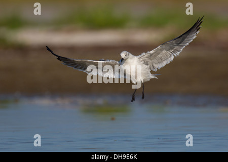 Ridendo Gabbiano (Larus atricilla) in volo - Fort Desoto, Florida Foto Stock