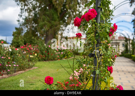 Bellissimo giardino di rose di la Biblioteca di Huntington. Foto Stock