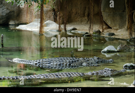 Due coccodrilli del Nilo (Crocodylus niloticus) galleggiante nel lago artificiale in Bioparco zoo di Fuengirola, Costa del Sol. Spagna. Foto Stock