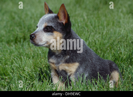 Miniature pinscher cucciolo seduto in erba Foto Stock