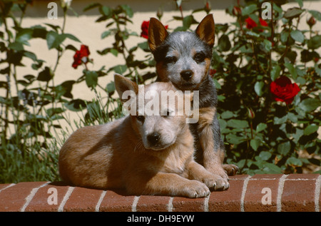 Due Miniature pinscher cuccioli su un muro di mattoni Foto Stock