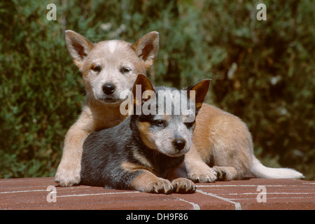 Due Miniature pinscher cuccioli su un muro di mattoni Foto Stock