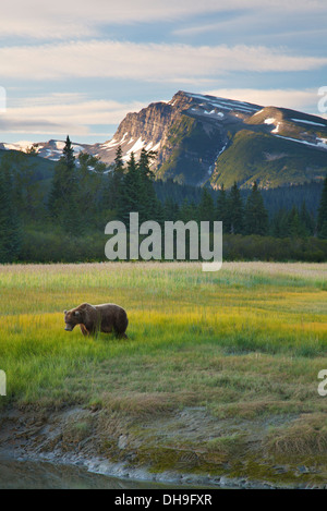 Marrone / Orso grizzly, il Parco Nazionale del Lago Clark, Alaska. Foto Stock