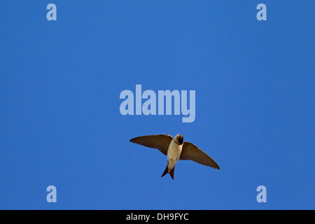 Casa comune Martin (Delichon urbicum) in volo contro il cielo blu Foto Stock