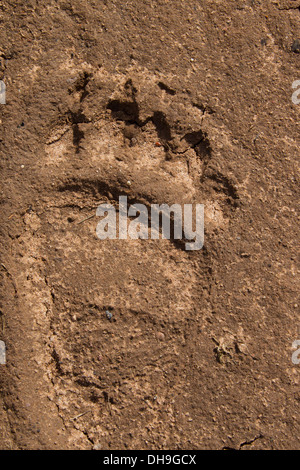 Chiusura del footprint di Eurasian l'orso bruno (Ursus arctos arctos) che mostra la zampa posteriore via nella sabbia Foto Stock