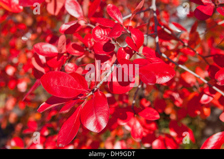 Nero tupelo tree (Nissa sylvatica) foglie in autunno - Virginia STATI UNITI D'AMERICA Foto Stock