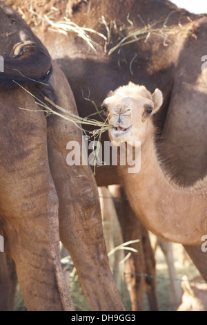 Un bambino cammello mangia la sua cena tra gli adulti in un deserto di Liwa allevamento di cammelli, Abu Dhabi, Emirati Arabi Uniti Foto Stock