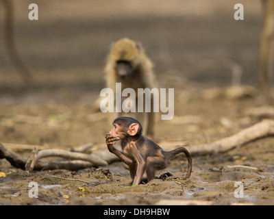 Baby Chacma Baboon (Papio ursinus) in piedi nel fango di bere mentre la madre resta vicino Foto Stock