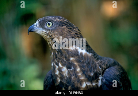 Falco Pecchiaiolo (Pernis apivorus), Wespenbussard (Pernis apivorus) Foto Stock