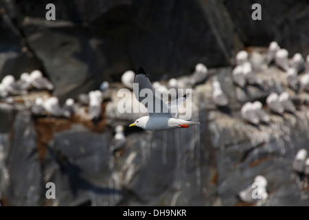 Nero-zampe, Kittiwakes (Cinclus mexicanus) di cui uno con zampe rosse, Prince William Sound, Chugach National Forest, Alaska. Foto Stock