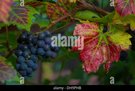 Vibranti colori autunnali di uva e foglie su un vitigno Foto Stock