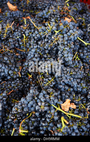 Appena raccolto uve alla cantina Chivite Spagna Navarra Foto Stock