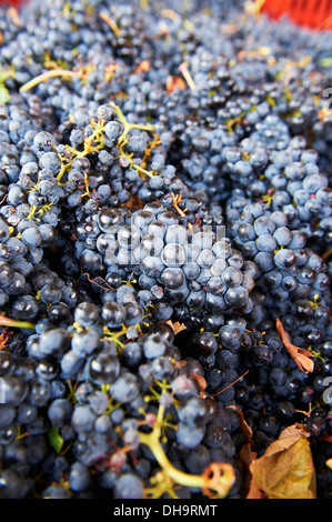 Appena raccolto uve alla cantina Chivite Spagna Navarra Foto Stock