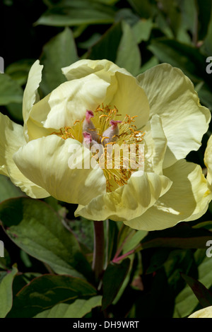 Paeonia 'High Noon' Foto Stock