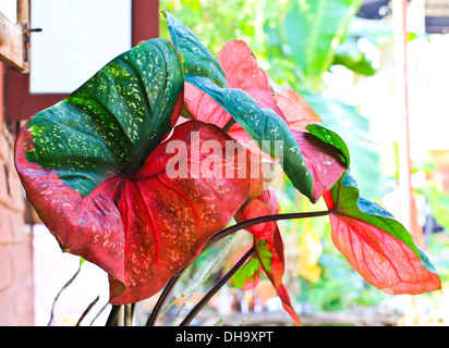 Foglio del Caladium Foto Stock