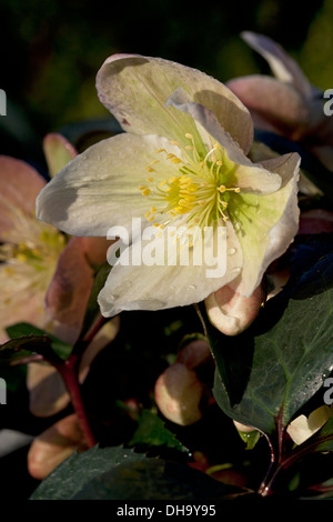 Helleborus x ericsmithii 'Inverno Sunshine' quaresimale cremosa di rose fiori che la dissolvenza di rosa-rosso Foto Stock