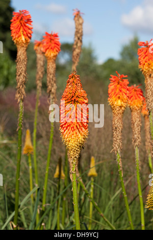 Kniphofia uvaria 'Nobilis' Foto Stock