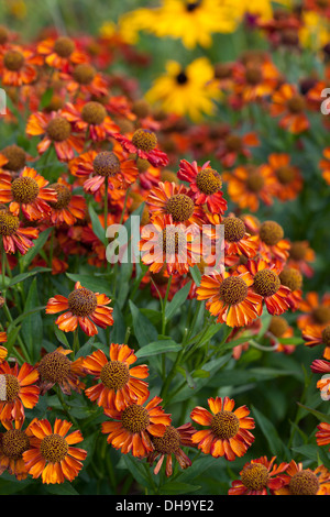 Helenium 'Hot Lava' Foto Stock