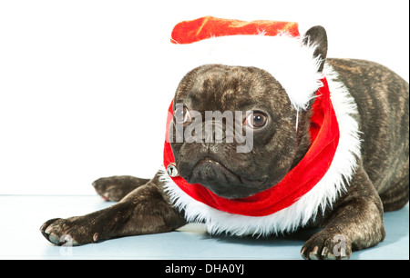 Natale - cane bulldog francese vestito per Natale Foto Stock