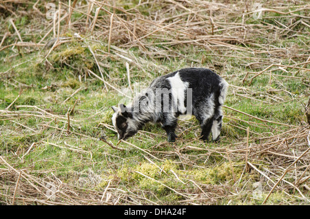 Giovane Capra selvatici. Foto Stock