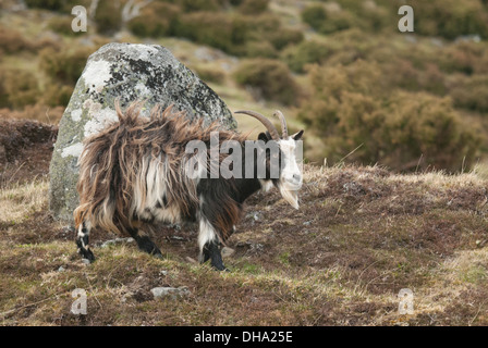 Feral capra in Glen. Foto Stock