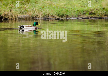 Il Germano Reale maschio su stagno con acqua in primo piano. Foto Stock