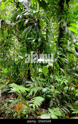 Alberi della foresta di pioggia nei pressi di Carbet Falls, Les scivoli du Carbet in Guadalupa Foto Stock