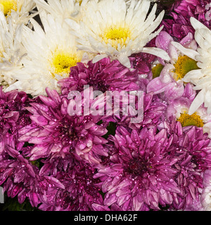 Crisantemi Foto Stock