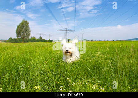 Corre il cane su un prato verde e un poco nuvoloso cielo blu. Appena al di sotto di una linea di alimentazione. Foto Stock