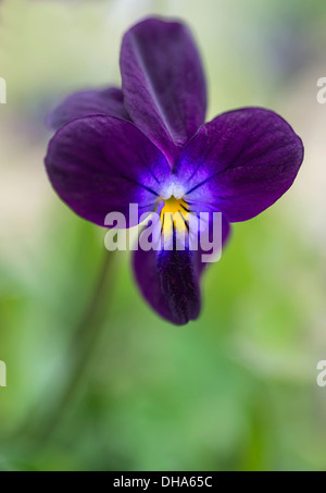 Cuore di semplicità, Viola tricolore. Close up. Foto Stock