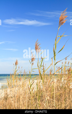 Mare di avena sventolando nella brezza sul lato del suono di Isola di Santa Rosa, parte della Gulf Island National Seashore, Florida Foto Stock