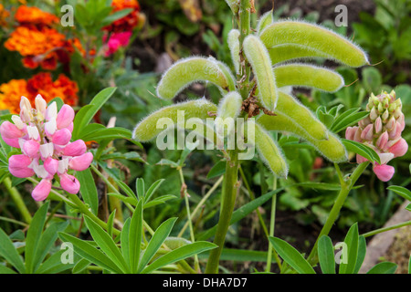 Lupin, lupino (latino lupinus) è non nativo e invasivo in Scozia. I semi sono simili a noci e una volta erano i favoriti delle antiche truppe europee Foto Stock