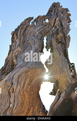 Sfondo testurizzata di legno duro come si vede nel deserto dell'Africa. Bellezza attraverso la granella, curva, contrasto, contorno e colore Foto Stock