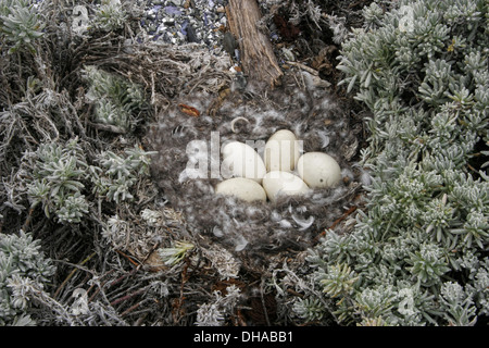 Kelp Goose, Chloephaga hybrida hybrida nest Foto Stock