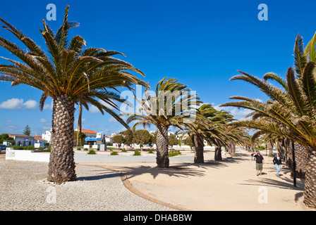 Il Jardim de Sagres centro città con alberi di palma centro di Sagres Algarve Portogallo UE Europa Foto Stock