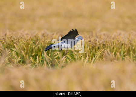 Comune Piccione di legno (Columba palumbus) lo sbarco in cornfield / campo di frumento da foraggio su cereali in terreni agricoli Foto Stock