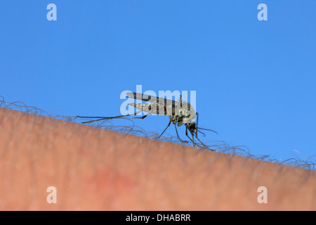 Moscerino comune / casa comune (di zanzara Culex pipiens) succhiare il sangue dal braccio umano per l'alimentazione Foto Stock