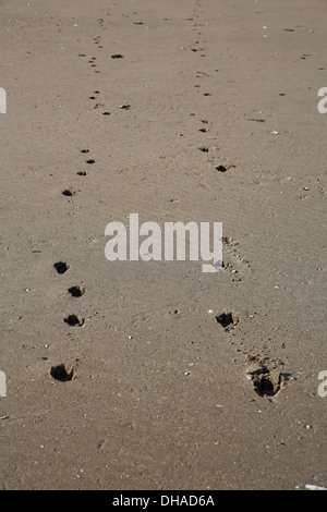 Pawprints di un cane in sabbia a St Andrews in Scozia Foto Stock