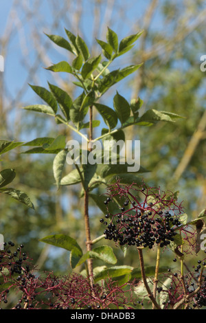 Bacche di sambuco Foto Stock