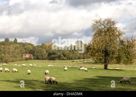 Inizio autunno attraverso il parco Hanbury e nella distanza Santa Maria Vergine Chiesa, Worcestershire, England, Regno Unito Foto Stock