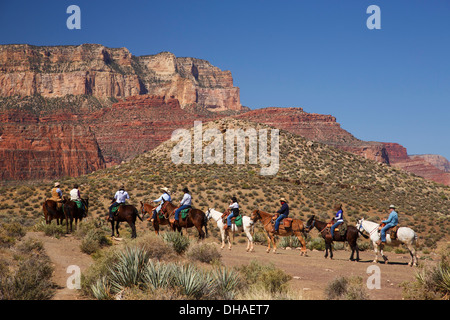 Pack muli sulla South Kaibab Trail, il Parco Nazionale del Grand Canyon, Arizona. Foto Stock