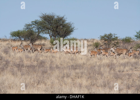 Eland comune (taurotragus oryx) in esecuzione nel deserto del Kalahari, Sud Africa Foto Stock