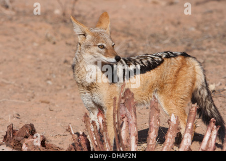 Nero-backed Jackal con la carcassa nel deserto del Kalahari Foto Stock