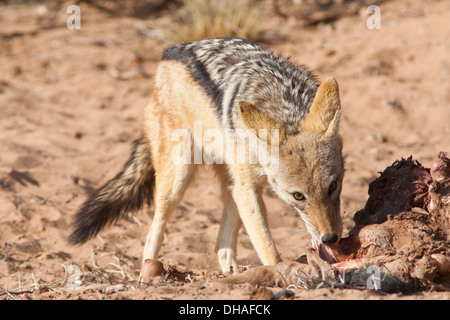 Nero-backed Jackal alimentazione su un kill nel Kalahari Foto Stock