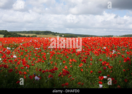 Papavero campo, Preston Candover, REGNO UNITO Foto Stock