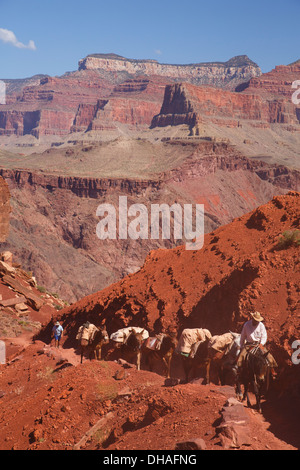 Pack muli sulla South Kaibab Trail, il Parco Nazionale del Grand Canyon, Arizona. Foto Stock