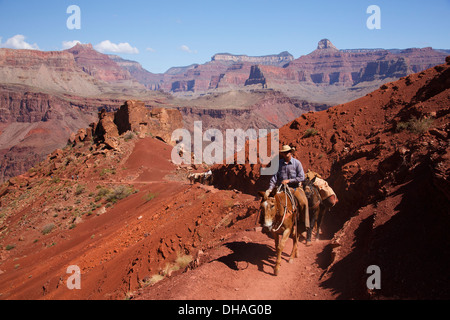 Pack muli sulla South Kaibab Trail, il Parco Nazionale del Grand Canyon, Arizona. Foto Stock