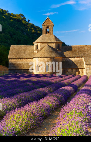 La romanica del XII secolo Abbazia Cistercense di Notre Dame di Senanque, in fioritura di campi di lavanda della Provenza. Foto Stock