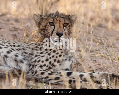 Cheetah cub appoggiata nel deserto del Kalahari Foto Stock