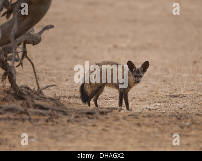 Bat-eared Fox (otocyon megalotis) nel deserto del Kalahari, Sud Africa Foto Stock